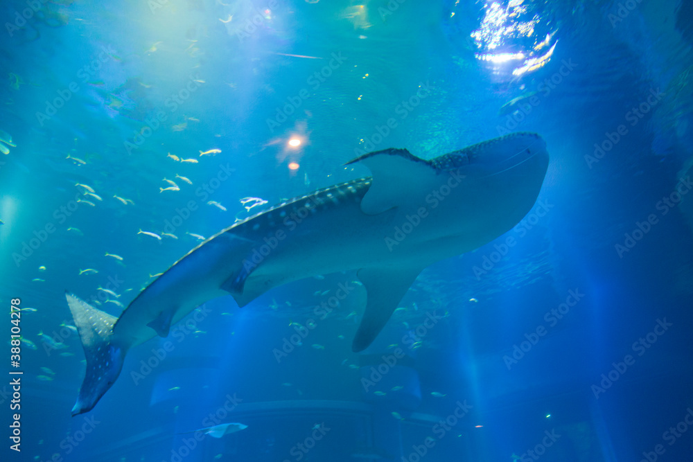 Fototapeta premium ジンベエザメ
