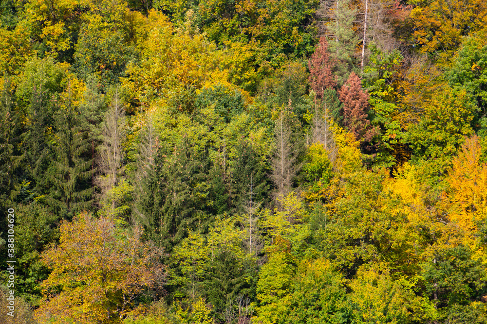 Hillside with autumn forest colors for natural background