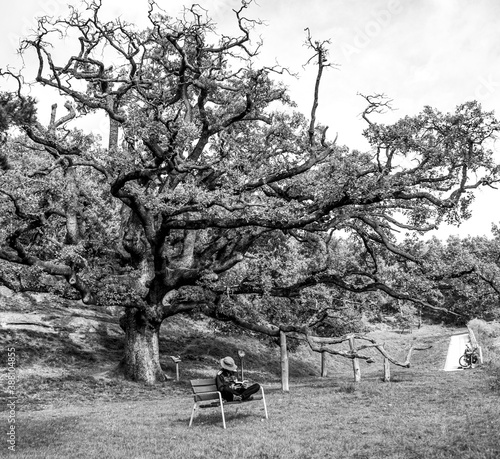 Young man with a hat reading on a bench under a wonderful old oak tree. photo