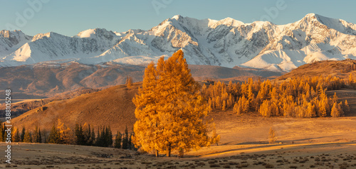 Beautiful panorama of a valley full of golden trees and white snowy mountains in the background and a lone tree in the foreground. Fall time. Sunrise. Altai mountains, Russia. Golden hour