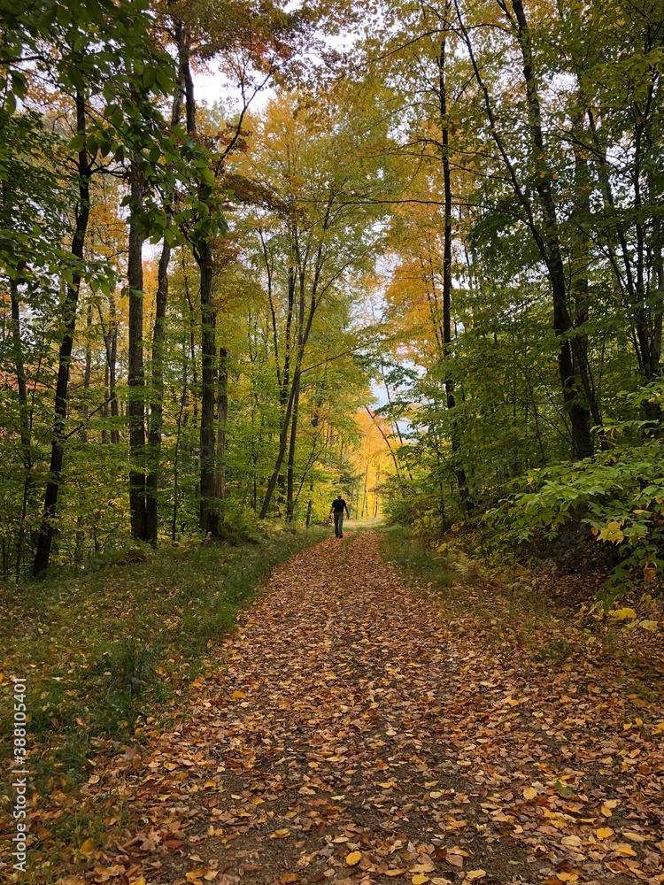 Fototapeta premium path in autumn forest