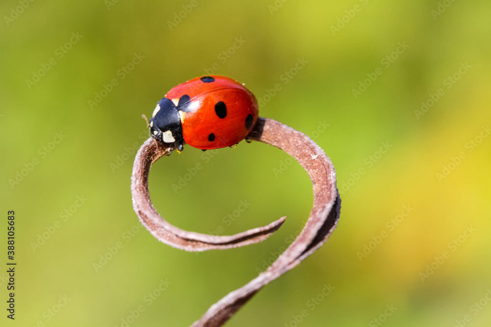 Ladybug on grass macro close up Ladybug on grass macro close up