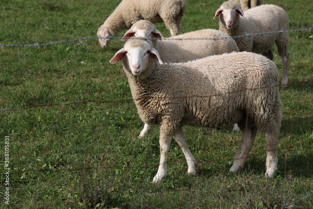 Obraz premium A herd of white sheep grazes on a fenced pasture