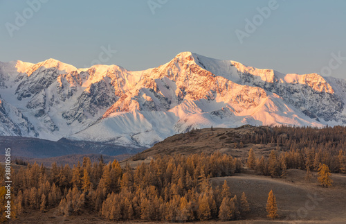Beautiful shot of a white snowy mountain ridge and a valley with golden trees in the foreground. Sun rays barely touching the tip of the ridge. Fall time. Sunrise. Golden hour. Altai mountains, Russia