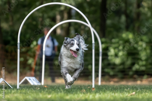 Hund im Hoopers Parcour