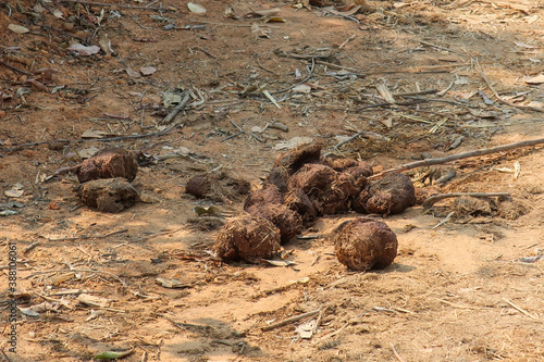 Photography Close up of elephant poop balls