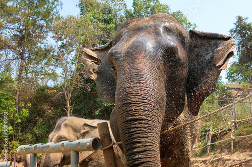 Photography Close up elephant head with water drops, Chiang Chill, Chiang Mai, Thailand