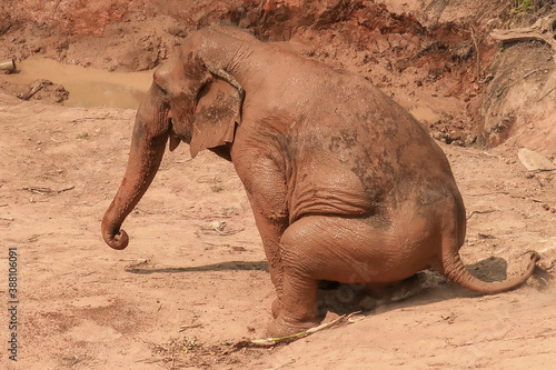 Canvas Print Sitting elephant after mud bath in Chiang Chill, Chiang Mai, Thailand, Asia