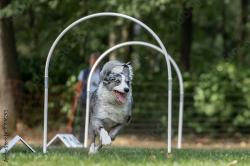 Hund im Hoopers Parcour