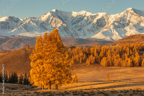 Beautiful shot of a valley full of golden trees and white snowy mountains in the background and a lone tree in the foreground. Fall time. Sunrise. Altai mountains, Russia. Golden hour