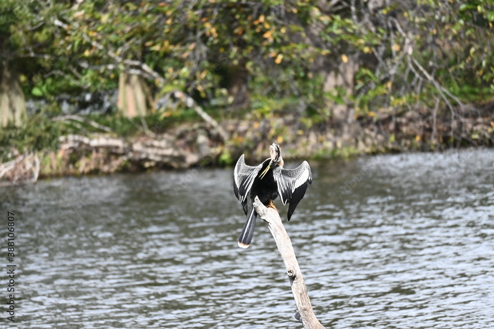 Fototapeta premium bird