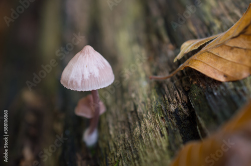 mushrooms in the forest