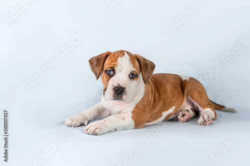 Studio portrait funny cute puppy American Staffordshire Terrier on light blue background, close-up