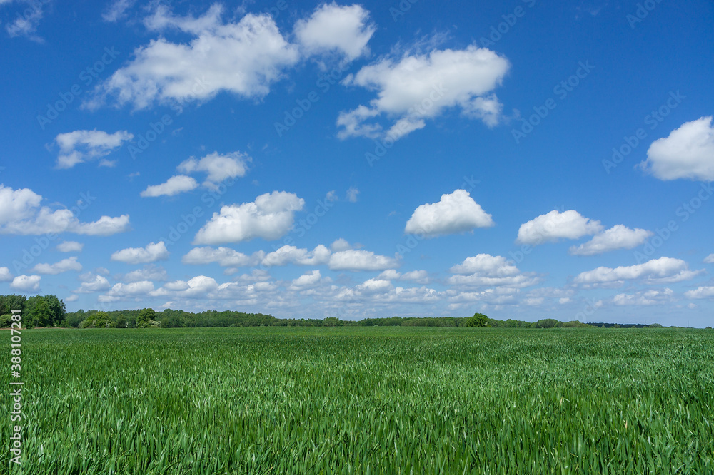 Wheat field. Agricultural fields sown with cereals. Ears of rye and oats in the field