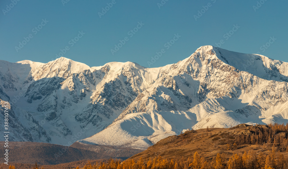 Beautiful panoramic shot of a white snowy mountain ridge and hills with trees in the foreground. Blue sky as a background. Fall time. Sunrise. Golden hour. Altai mountains, Russia
