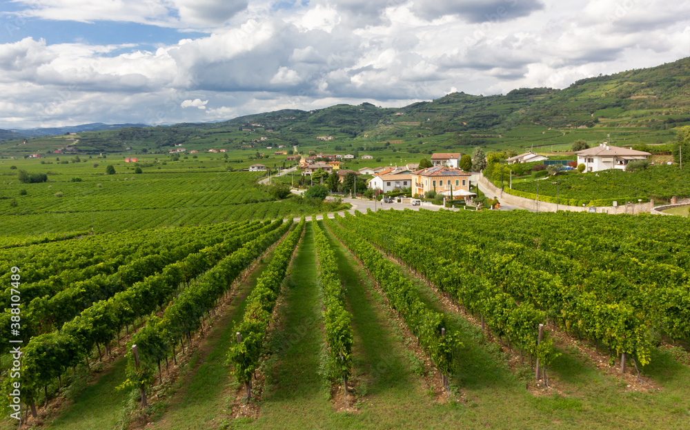 The world famous unique vineyard hilly landscape of the Soave territory, in the Veneto region, Italy