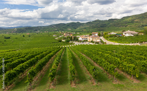 The world famous unique vineyard hilly landscape of the Soave territory, in the Veneto region, Italy