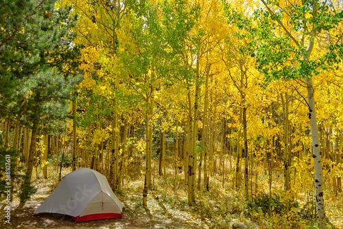 An ultralight backpacking tent sits in an aspen forest in autumn on national forest land outside of Nederland, Colorado