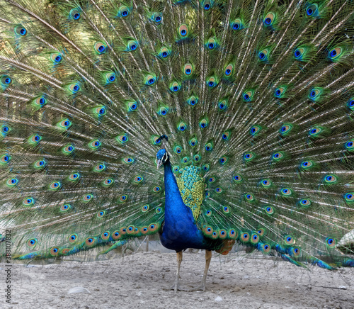 Pavo real del ecosistema Boliviano 