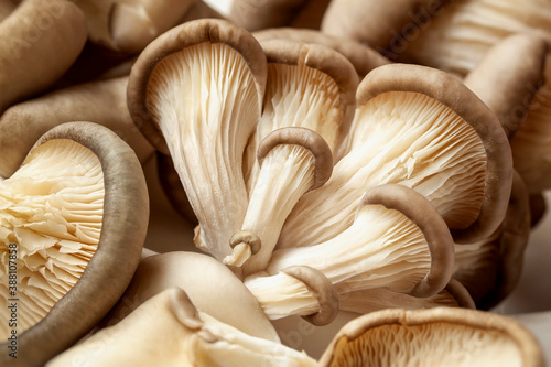 Bunch of fresh Oyster mushrooms closeup. Vegetarian food, healthy mushroom close up