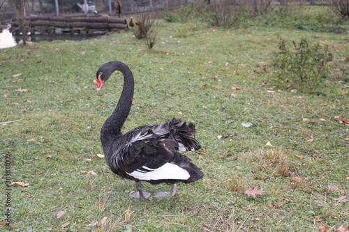 black swan on the grass