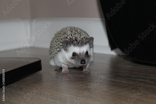 hedgehog