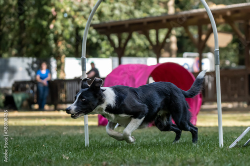 Hund im Hoopers Parcour