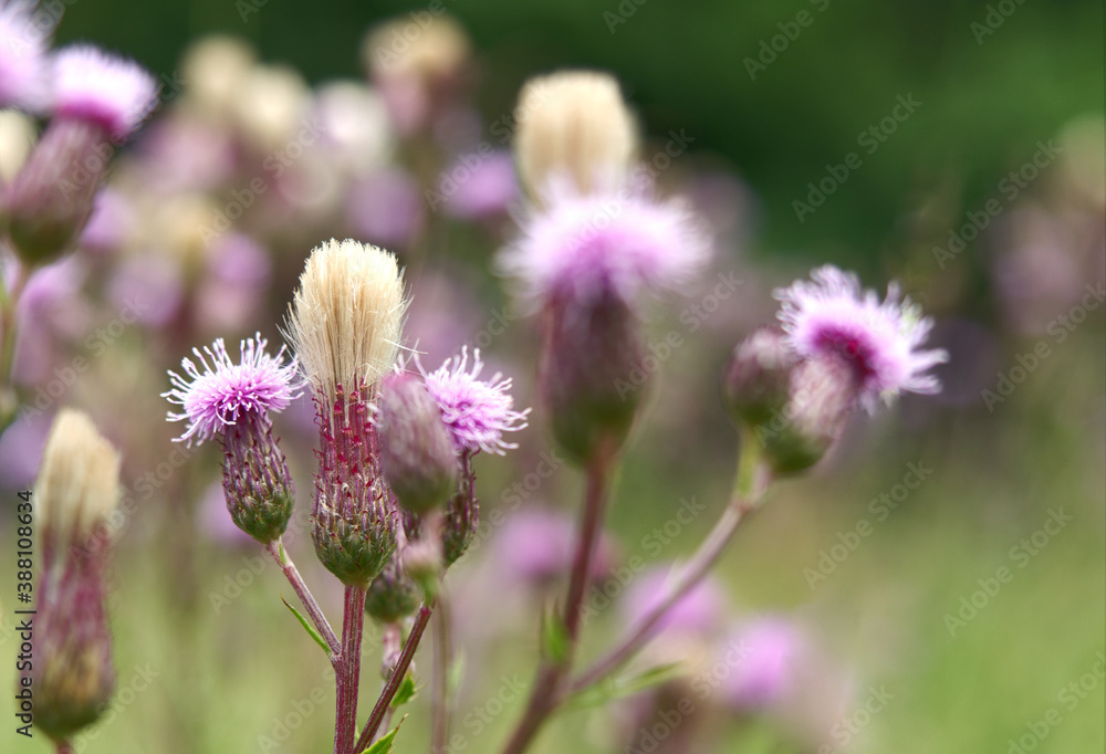 Beautiful exotic flowers into nature at summer Beautiful exotic flowers into nature at summer