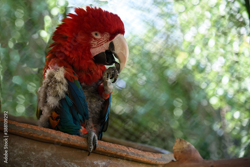 Perico y papagayo del ecosistema Boliviano 