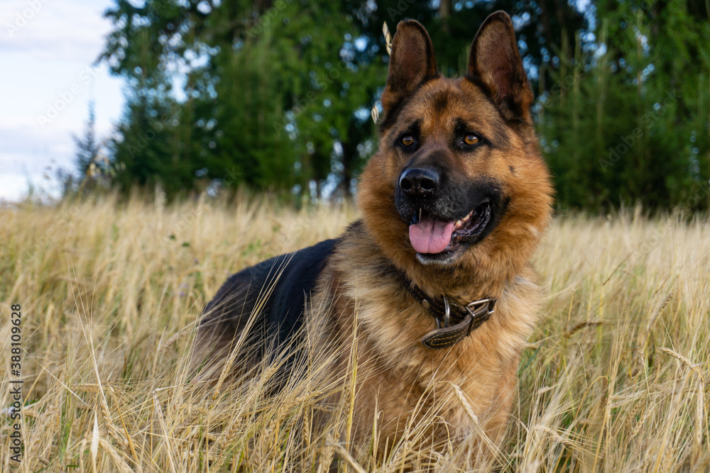 A dog in a field of wheat. German shepherd. Young male German shepherd.