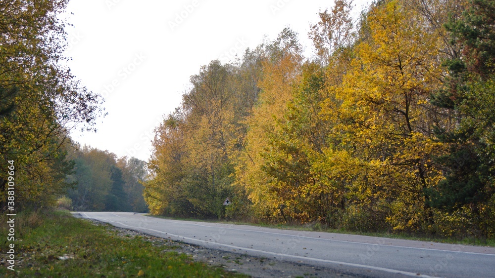 asphalt road in autumn against the background of yellowed trees on the sides focus in the center