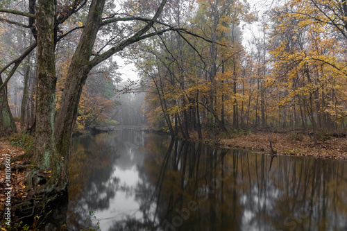 Autumnal Fog © Todd