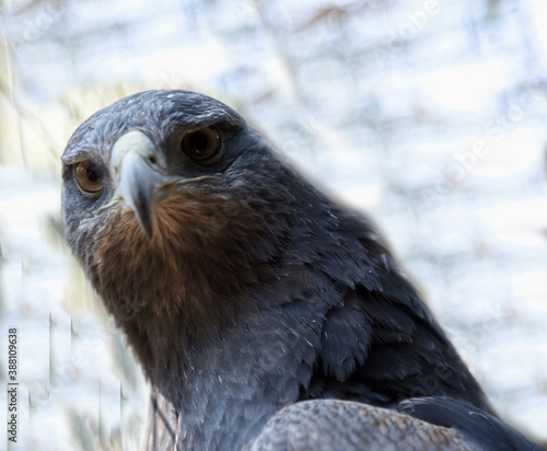 águila del ecosistema Boliviano