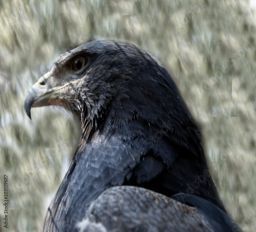 águila del ecosistema Boliviano