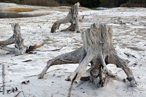 roots of trees thrown on lonely sandy shore