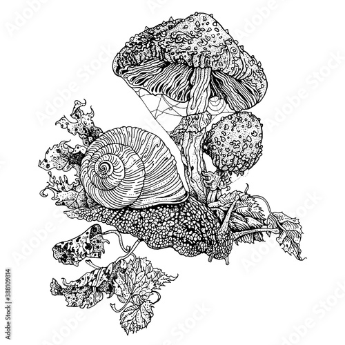 Snail and fly agaric. Hand drawn detailed vector illustration. T shirt print, tattoo design in dotwork style. Poisonous Amanita Muscaria fungus, autumn leaves.