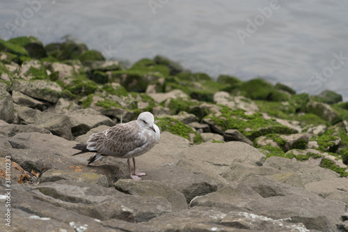 Seagull on the rocks at the riverside, covered with green alga