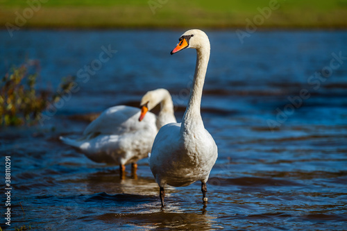 White swans on the shore of a reservoir