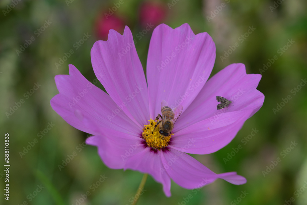 Pink flower with insects in a green environment in summer Pink flower with insects in a green environment in summer