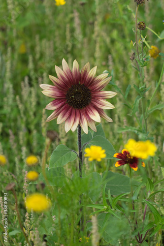 Red and yellow sunflower in a green field