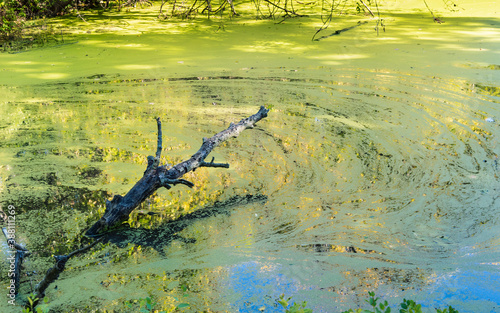 Fototapeta Naklejka Na Ścianę i Meble -  Vibrant wetland / dying pond