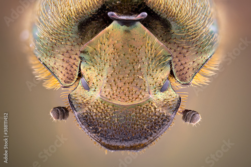 extreme close up of a horned true dung beetle portrait.
