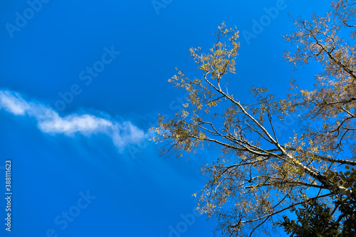 Wierzchołki drzew na tle lasu i błękitnego nieba