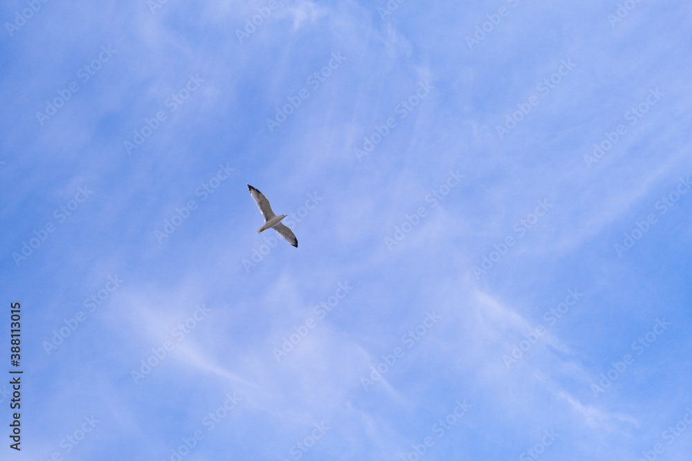 a bird flying in the cloudy sky a bird flying in the cloudy sky
