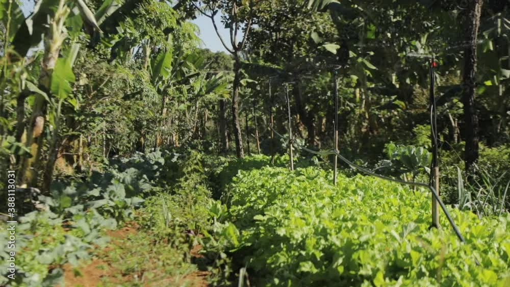 Automated sprinklers water the crops at an organic farm Automated sprinklers water the crops at an organic farm