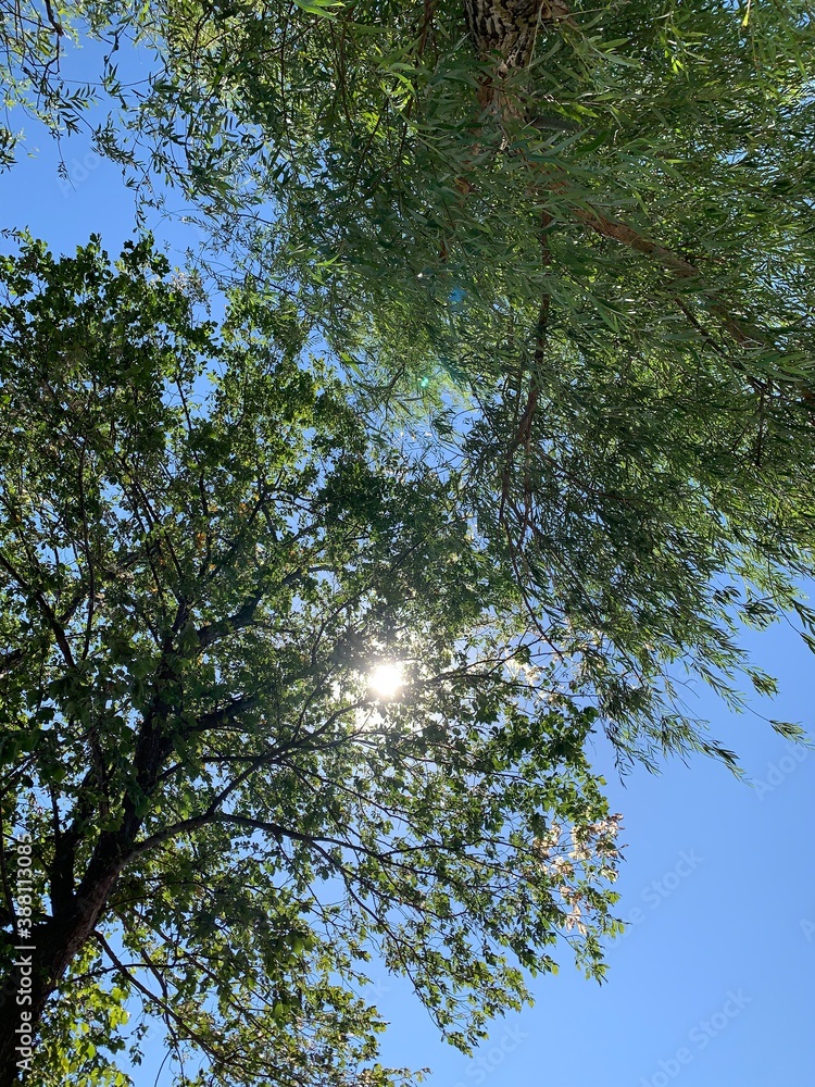 trees and sky