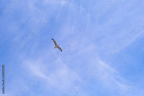 a bird flying in the cloudy sky