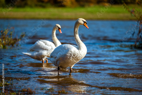 White swans on the shore of a reservoir