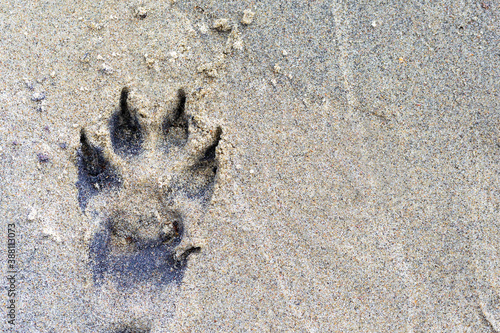 Wild wolf's paw footprint in the sand, background photo with a copy space