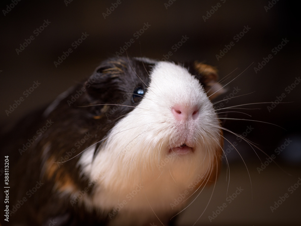 Portrait of a cute guinea pig. Shallow DOF Portrait of a cute guinea pig. Shallow DOF